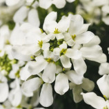 Таху белый семена ибериса (Syngenta)