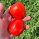 Енотріо F1 насіння томату дет середньораннього 120 дн 75-80 гр слив червоний (Clause)