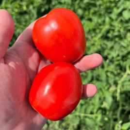 Енотріо F1 насіння томату дет середньораннього 120 дн 75-80 гр слив червоний (Clause)