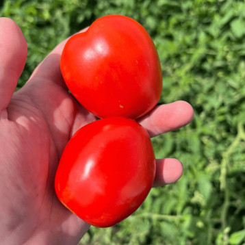 Енотріо F1 насіння томату дет середньораннього 120 дн 75-80 гр слив червоний (Clause)