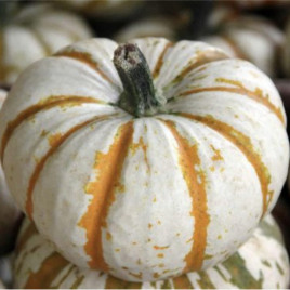 Кемон семена тыквы тип Хеллоуин 07-12 кг кремов (Clause)