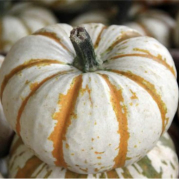 Кемон семена тыквы тип Хеллоуин 07-12 кг кремов (Clause)