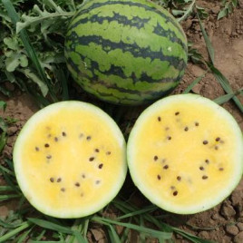 Ариранг Елоу F1 семена арбуза тип Тайгер раннего 75 дн 8-10 кг окр желт (Asia Seed)