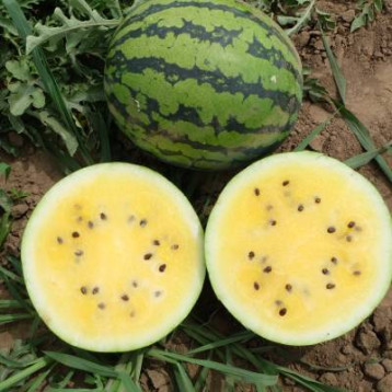 Ариранг Елоу F1 семена арбуза тип Тайгер раннего 75 дн 8-10 кг окр желт (Asia Seed)