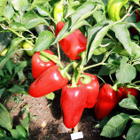 Полёт семена перца сладкого (Элитный ряд)