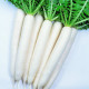Апріл Кросс F1 насіння редьки Дайкон ранньої 55 дн. 25-30 см білої (Takii Seed)