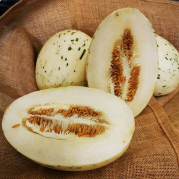 Силвер Стар F1 семена дыни тип Хани Дью ранней 50-55 дн. 1,2-1,5 кг овал. бел./бел. (Asia Seed)