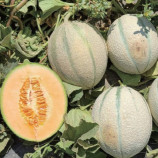 Чарансія F1 насіння дині Шаранте 0,8-1,3 кг окр. помаранч./біл. (Asia Seed)
