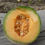Кристал F1 насіння дині Канталупе ранньої 60-65 1,0-1,1 кг окр. помаранч./біл. (Asia Seed)