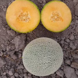 Дао Джок F1 семена дыни тип Канталупе 1,3-1,8 кг окр. оран./бел. (Asia Seed)