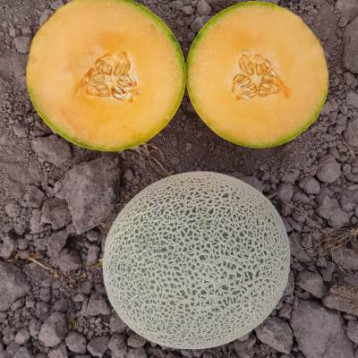 Дао Джок F1 семена дыни тип Канталупе 1,3-1,8 кг окр. оран./бел. (Asia Seed)