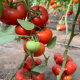 Костаред F1 (Сostared) семена томата индет. ультрараннего окр. 180-200 гр. красный (Rijk Zwaan)