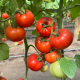 Костаред F1 (Сostared) насіння томату індет. ультрараннього окр. 180-200 гр. червоний (Rijk Zwaan)
