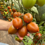 Сіара F1 насіння томату індет. раннього слив. 100-130 гр. коричн. (Breeding Seeds)