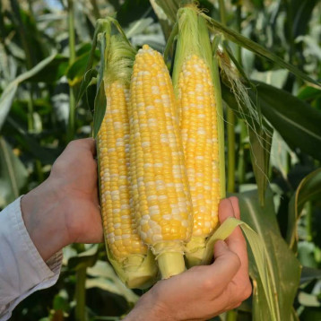 Кейт F1 насіння кукурудзи суперсолодкої Sh2 середньої 76-77 дн. 16-18 р. біколор (Clause)