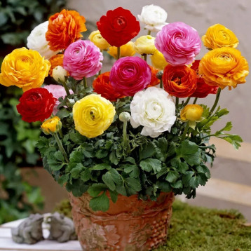 Ранунклюс Меджик F1 смесь (Mix)