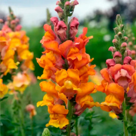 Опус F1 бронзовый