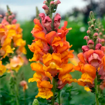 Опус F1 бронзовый