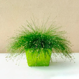 Фібре Оптікс насіння ізолепісу витонченого 20-30см багаторічн. (Takii Seeds)