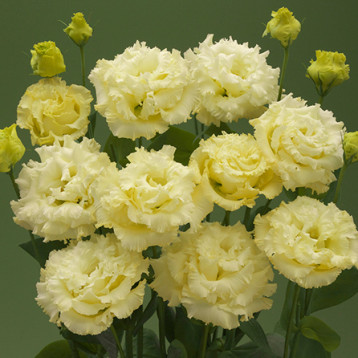 Кореллі F1 yellow насіння еустоми махр. 70-90см (Takii Seeds)