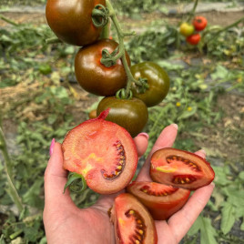 Порцелян F1 семена томата индет. раннего окр. 140-150 гр. коричн. (Syngenta)