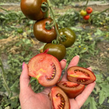 Порцелян F1 насіння томату індет. ранього окр. 140-150 гр. коричн. (Syngenta)