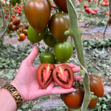 Даркміко F1 насіння томату індет. тип Кумато середнього слив. 90-100 гр. коричн. (Syngenta)