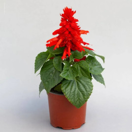 Аморе красная (red) семена сальвии (Hem Genetics)