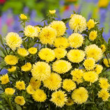 Астра Арлекин желтая (Yellow)