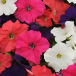 Петуния Танго смесь (mix)