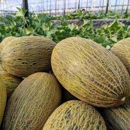 Грациано F1 семена дыни тип Пиел де Сапо среднеранней 75-80 дн. 2,5-3 кг овал. (Syngenta)