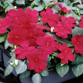 Баланс F1 бургунди семена бальзамина однол. 10-20см (Hem Genetics)