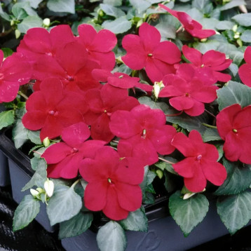 Баланс F1 бургунди семена бальзамина однол. 10-20см (Hem Genetics)