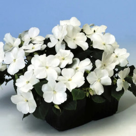 Баланс F1 белый (white) семена бальзамина однол. 10-20см (Hem Genetics)