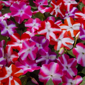 Бальзамин Баланс F1 звездная смесь