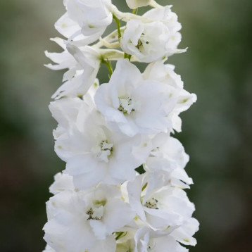 Дельфиниум Магический Фонтан F1 белый (White)