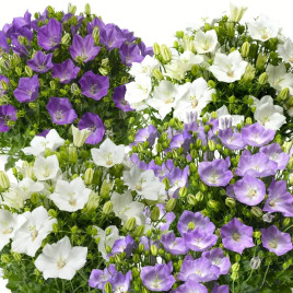 Дзвоники карпатські Ізабель