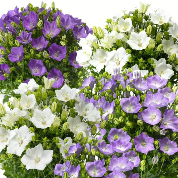 Колокольчики Изабель смесь