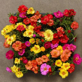 Портулак Хеппі Ауер суміш