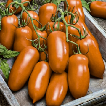 Одат F1 насіння томату індет. чері раннього перцев. 15-18 гр. помаранч. (Moravoseed)