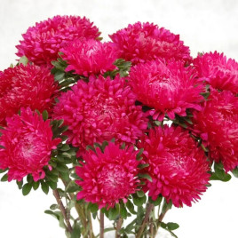 Астра Сиринга темно-розовая