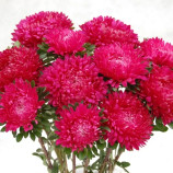 Айстра Сірінга темно-рожева