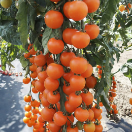 Апрікола F1 насіння томату індет. черрі раннього окр. 20-30 гр. помаранч. (Moravoseed)