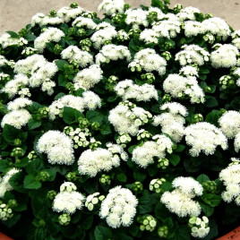 Агератум Алоха F1 белый семена дражированные (Hem Zaden)