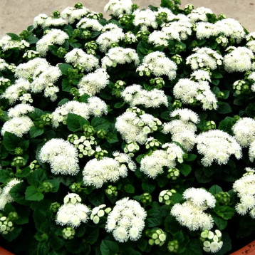 Агератум Алоха F1 белый семена дражированные (Hem Zaden)