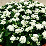 Агератум Алоха F1 белый семена дражированные (Hem Zaden)