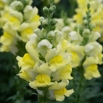 Опус F1 семена антирринума карликового желтого (Syngenta)