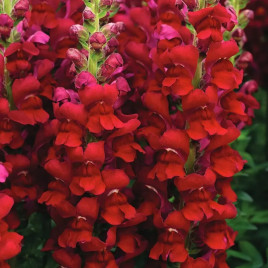 Антіррінум Опус F1 червоний