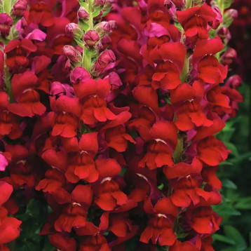 Антіррінум Опус F1 червоний