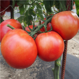 Розеледи F1 семена томата полудет. среднераннего окр. 160-180 гр. розов. (Moravoseed)